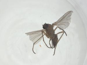  ( - CBG-A36309-A03)  @11 [ ] CreativeCommons - Attribution Share - Alike (2024) Centre for Biodiversity Genomics Centre for Biodiversity Genomics