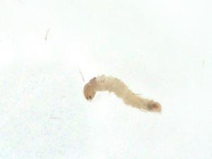  ( - CBG-A36309-D01)  @11 [ ] CreativeCommons - Attribution Share - Alike (2024) Centre for Biodiversity Genomics Centre for Biodiversity Genomics