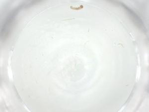  ( - CBG-A36312-B01)  @11 [ ] CreativeCommons - Attribution Share - Alike (2024) Centre for Biodiversity Genomics Centre for Biodiversity Genomics