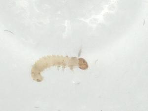  ( - CBG-A36312-B09)  @11 [ ] CreativeCommons - Attribution Share - Alike (2024) Centre for Biodiversity Genomics Centre for Biodiversity Genomics