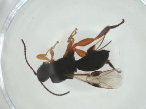  (Urosigalphus Malaise0218 - CBG-A36313-D03)  @11 [ ] CreativeCommons - Attribution Share - Alike (2024) Centre for Biodiversity Genomics Centre for Biodiversity Genomics