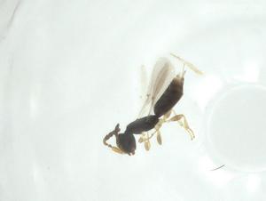  ( - CBG-A36316-H04)  @11 [ ] CreativeCommons - Attribution Share - Alike (2024) Centre for Biodiversity Genomics Centre for Biodiversity Genomics