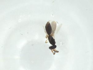  ( - CBG-A36319-C04)  @11 [ ] CreativeCommons - Attribution Share - Alike (2024) Centre for Biodiversity Genomics Centre for Biodiversity Genomics