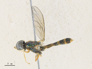  ( - CBG-A36715-E03)  @11 [ ] CreativeCommons - Attribution Share - Alike (2024) CBG Photography Group Centre for Biodiversity Genomics