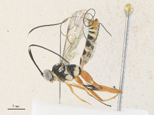  ( - CBG-A36865-B03)  @11 [ ] CreativeCommons - Attribution Share - Alike (2024) CBG Photography Group Centre for Biodiversity Genomics