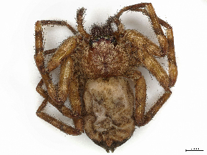  ( - CBG-A38417-H11)  @11 [ ] CreativeCommons - Attribution Share-Alike (2024) CBG Photography Group Centre for Biodiversity Genomics