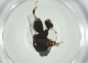  ( - CBG-A31364-B10)  @11 [ ] CreativeCommons - Attribution Share - Alike (2024) Centre for Biodiversity Genomics Centre for Biodiversity Genomics