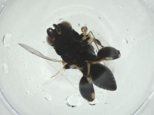  (chalMalaise01 malaise1192 - CBG-A31364-B12)  @11 [ ] CreativeCommons - Attribution Share - Alike (2024) Centre for Biodiversity Genomics Centre for Biodiversity Genomics