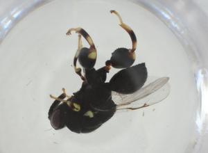  (chalMalaise01 malaise0867 - CBG-A31365-B07)  @11 [ ] CreativeCommons - Attribution Share - Alike (2024) Centre for Biodiversity Genomics Centre for Biodiversity Genomics