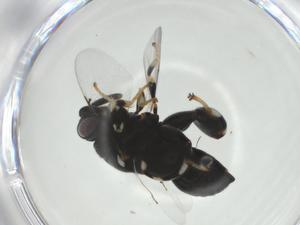  ( - CBG-A31367-E12)  @11 [ ] CreativeCommons - Attribution Share - Alike (2024) Centre for Biodiversity Genomics Centre for Biodiversity Genomics