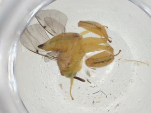  (chalMalaise01 Malaise3395 - CBG-A31406-D11)  @11 [ ] CreativeCommons - Attribution Share - Alike (2024) Centre for Biodiversity Genomics Centre for Biodiversity Genomics