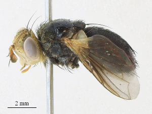 (Archytas Wood01DHJ01 - CBG-A31778-G11)  @11 [ ] CreativeCommons - Attribution Share - Alike (2024) CBG Photography Group Centre for Biodiversity Genomics