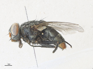  (Synthesiomyia Malaise9692 - CBG-A31780-B08)  @11 [ ] CreativeCommons - Attribution Share - Alike (2024) CBG Photography Group Centre for Biodiversity Genomics