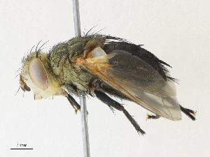  (Archytas basifulvusDHJ02 - CBG-A31838-D10)  @11 [ ] CreativeCommons - Attribution Share - Alike (2024) CBG Photography Group Centre for Biodiversity Genomics