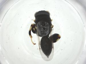  (chalMalaise01 malaise0125 - CBG-A32511-E01)  @11 [ ] CreativeCommons - Attribution Share - Alike (2024) Centre for Biodiversity Genomics Centre for Biodiversity Genomics