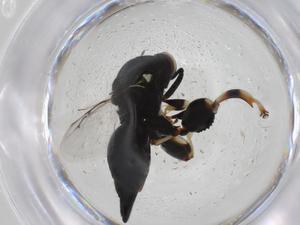  (chalMalaise01 malaise0425 - CBG-A32974-E05)  @11 [ ] CreativeCommons - Attribution Share - Alike (2024) Centre for Biodiversity Genomics Centre for Biodiversity Genomics