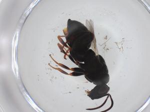  (chalMalaise01 Malaise2584 - CBG-A32978-E08)  @11 [ ] CreativeCommons - Attribution Share - Alike (2024) Centre for Biodiversity Genomics Centre for Biodiversity Genomics