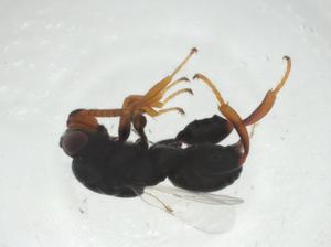  (chalMalaise01 Malaise6237 - CBG-A32982-D12)  @11 [ ] CreativeCommons - Attribution Share - Alike (2024) Centre for Biodiversity Genomics Centre for Biodiversity Genomics