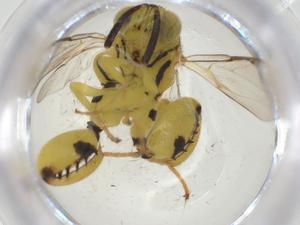  (chalMalaise01 Malaise2388 - CBG-A32985-F04)  @11 [ ] CreativeCommons - Attribution Share - Alike (2024) Centre for Biodiversity Genomics Centre for Biodiversity Genomics