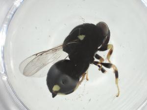  ( - CBG-A32992-E12)  @11 [ ] CreativeCommons - Attribution Share - Alike (2024) Centre for Biodiversity Genomics Centre for Biodiversity Genomics