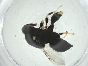  ( - CBG-A32993-C12)  @11 [ ] CreativeCommons - Attribution Share - Alike (2024) Centre for Biodiversity Genomics Centre for Biodiversity Genomics