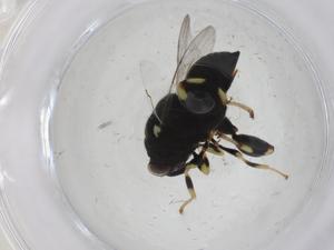  ( - CBG-A32995-A02)  @11 [ ] CreativeCommons - Attribution Share - Alike (2024) Centre for Biodiversity Genomics Centre for Biodiversity Genomics