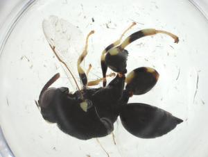  ( - CBG-A32996-E01)  @11 [ ] CreativeCommons - Attribution Share - Alike (2024) Centre for Biodiversity Genomics Centre for Biodiversity Genomics