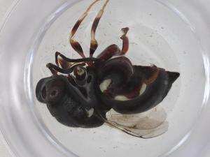  ( - CBG-A33009-B06)  @11 [ ] CreativeCommons - Attribution Share - Alike (2024) Centre for Biodiversity Genomics Centre for Biodiversity Genomics