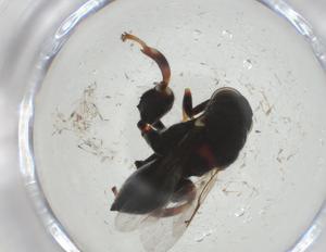  (chalMalaise01 malaise2468 - CBG-A33011-C08)  @11 [ ] CreativeCommons - Attribution Share - Alike (2024) Centre for Biodiversity Genomics Centre for Biodiversity Genomics