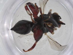  ( - CBG-A33012-E06)  @11 [ ] CreativeCommons - Attribution Share - Alike (2024) Centre for Biodiversity Genomics Centre for Biodiversity Genomics