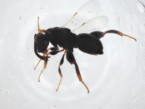  ( - CBG-A33015-D01)  @11 [ ] CreativeCommons - Attribution Share - Alike (2024) Centre for Biodiversity Genomics Centre for Biodiversity Genomics