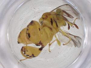  ( - CBG-A33015-D06)  @11 [ ] CreativeCommons - Attribution Share - Alike (2024) Centre for Biodiversity Genomics Centre for Biodiversity Genomics