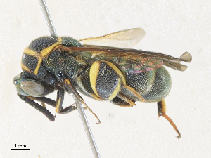  (unclassified Chalcididae - CBG-A33498-E04)  @11 [ ] CreativeCommons - Attribution Share - Alike (2024) CBG Photography Group Centre for Biodiversity Genomics