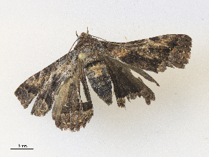 (Metria Malaise4230 - CBG-A33499-B06)  @11 [ ] CreativeCommons - Attribution Share - Alike (2024) CBG Photography Group Centre for Biodiversity Genomics