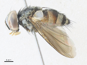  (Carcelia Janzen54 - CBG-A33500-B11)  @11 [ ] CreativeCommons - Attribution Share - Alike (2024) CBG Photography Group Centre for Biodiversity Genomics