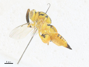  (chalJaznzen6182 - CBG-A33500-G01)  @11 [ ] CreativeCommons - Attribution Share - Alike (2024) CBG Photography Group Centre for Biodiversity Genomics