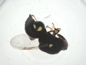  ( - CBG-A33658-E01)  @11 [ ] CreativeCommons - Attribution Share - Alike (2024) Centre for Biodiversity Genomics Centre for Biodiversity Genomics