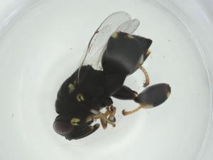  ( - CBG-A33659-A08)  @11 [ ] CreativeCommons - Attribution Share - Alike (2024) Centre for Biodiversity Genomics Centre for Biodiversity Genomics