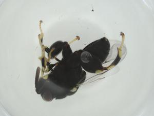  ( - CBG-A33659-B02)  @11 [ ] CreativeCommons - Attribution Share - Alike (2024) Centre for Biodiversity Genomics Centre for Biodiversity Genomics