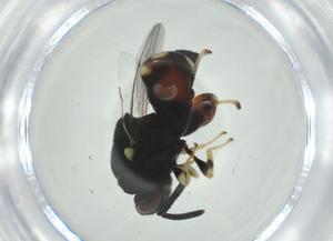  (chalMalaise01 malaise4698 - CBG-A33659-F11)  @11 [ ] CreativeCommons - Attribution Share - Alike (2024) Centre for Biodiversity Genomics Centre for Biodiversity Genomics