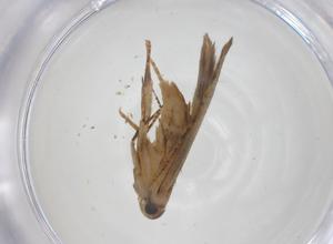  (Monochroa Malaise8605 - CBG-A33660-H03)  @11 [ ] CreativeCommons - Attribution Share - Alike (2024) Centre for Biodiversity Genomics Centre for Biodiversity Genomics