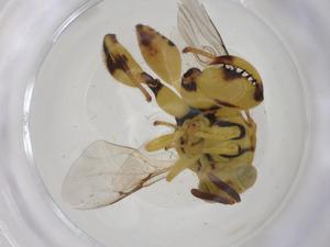  (chalMalaise01 Malaise4782 - CBG-A33662-A07)  @11 [ ] CreativeCommons - Attribution Share - Alike (2024) Centre for Biodiversity Genomics Centre for Biodiversity Genomics