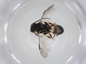  ( - CBG-A33662-B04)  @11 [ ] CreativeCommons - Attribution Share - Alike (2024) Centre for Biodiversity Genomics Centre for Biodiversity Genomics