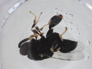  ( - CBG-A33662-F06)  @11 [ ] CreativeCommons - Attribution Share - Alike (2024) Centre for Biodiversity Genomics Centre for Biodiversity Genomics