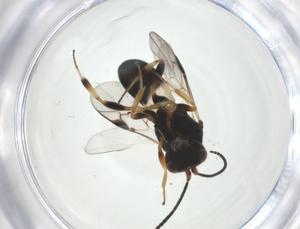  ( - CBG-A33669-H11)  @11 [ ] CreativeCommons - Attribution Share - Alike (2024) Centre for Biodiversity Genomics Centre for Biodiversity Genomics