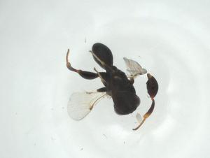  (chalMalaise01 Malaise0485 - CBG-A33670-F08)  @11 [ ] CreativeCommons - Attribution Share - Alike (2024) Centre for Biodiversity Genomics Centre for Biodiversity Genomics