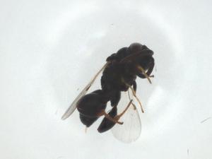  ( - CBG-A33675-E11)  @11 [ ] CreativeCommons - Attribution Share - Alike (2024) Centre for Biodiversity Genomics Centre for Biodiversity Genomics