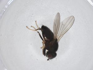  ( - CBG-A33676-F02)  @11 [ ] CreativeCommons - Attribution Share - Alike (2024) Centre for Biodiversity Genomics Centre for Biodiversity Genomics