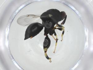  ( - CBG-A33677-C04)  @11 [ ] CreativeCommons - Attribution Share - Alike (2024) Centre for Biodiversity Genomics Centre for Biodiversity Genomics