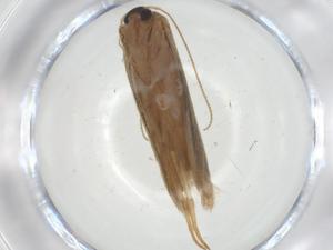  (blastoMalaise01 Malaise8050 - CBG-A33680-E09)  @11 [ ] CreativeCommons - Attribution Share - Alike (2024) Centre for Biodiversity Genomics Centre for Biodiversity Genomics